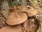 Deres tapló (Ganoderma applanatum), Mátra